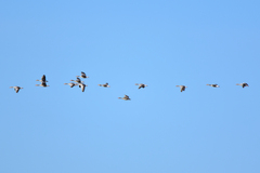 Anser anser rubrirostris