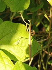 Tenodera australasiae