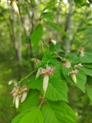 Magnoliopsida