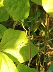 Tenodera australasiae