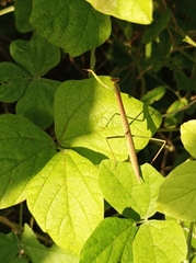 Tenodera australasiae