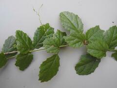 Cyphostemma subciliatum