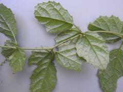 Cyphostemma subciliatum