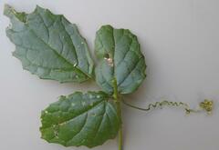 Cyphostemma subciliatum