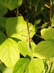 Tenodera australasiae