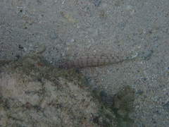 Parapercis millepunctata