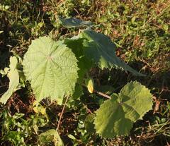 Abutilon grandiflorum