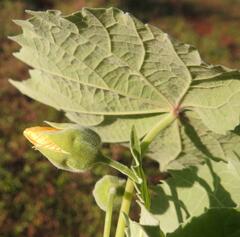 Abutilon grandiflorum