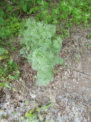 Artemisia absinthium