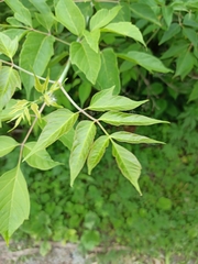 Acer negundo