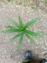 Achillea millefolium