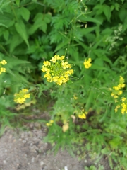 Sisymbrium loeselii