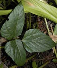 Neustanthus phaseoloides