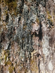 Hypogymnia duplicata