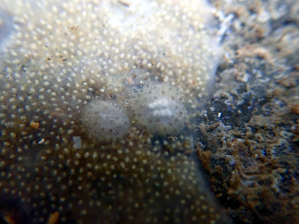 Stylostomum