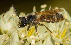 Andrena astragali