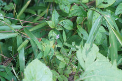 Delphinium anthriscifolium