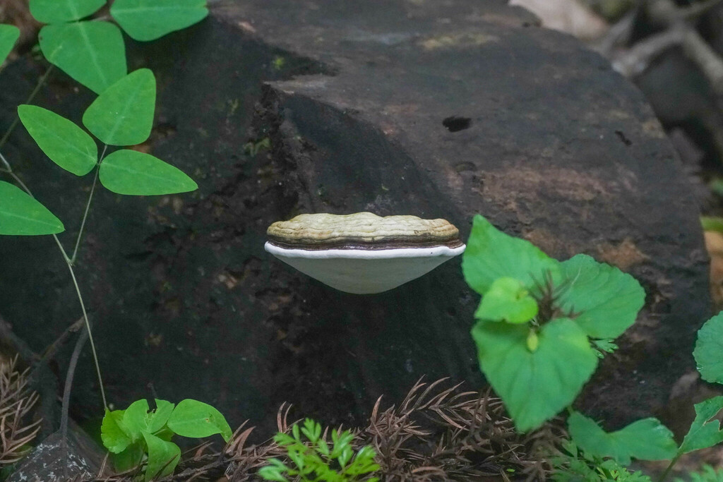 Ganoderma applanatum · June 2022 · photo: © tbc_watanabe (iNaturalist, cc-by)