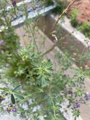 Medicago sativa