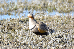 Pterocles orientalis arenarius