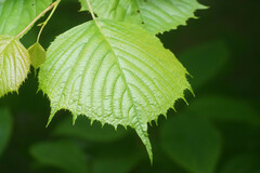 Euptelea polyandra