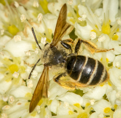 Andrena astragali