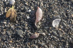 Paracaudina chilensis