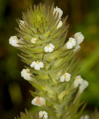 Castilleja tenuis