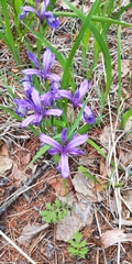 Iris uniflora