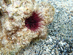 Echinostrephus aciculatus