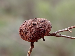 Asphondylia dodonaeae