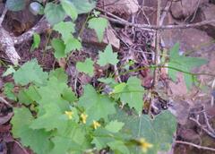 Cineraria dieterlenii