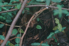 Syrmaticus soemmerringii