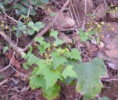 Cineraria dieterlenii