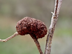 Asphondylia dodonaeae