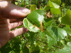 Agromyza alnibetulae