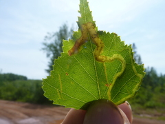 Agromyza alnibetulae