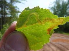 Agromyza alnibetulae