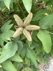 Paeonia suffruticosa