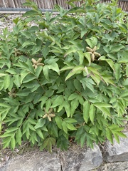 Paeonia suffruticosa