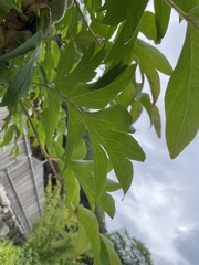 Paeonia suffruticosa