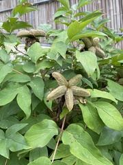 Paeonia suffruticosa