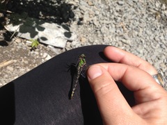 Ophiogomphus carolus