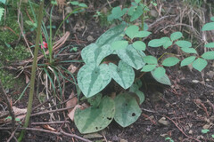Asarum nipponicum