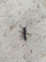 Pseudoneoponera rufipes