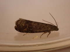 Grapholita funebrana