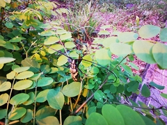 Paraepepeotes marmoratus