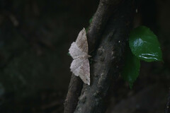 Xerodes rufescentaria
