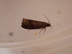 Grapholita funebrana