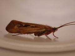 Limnephilus auricula